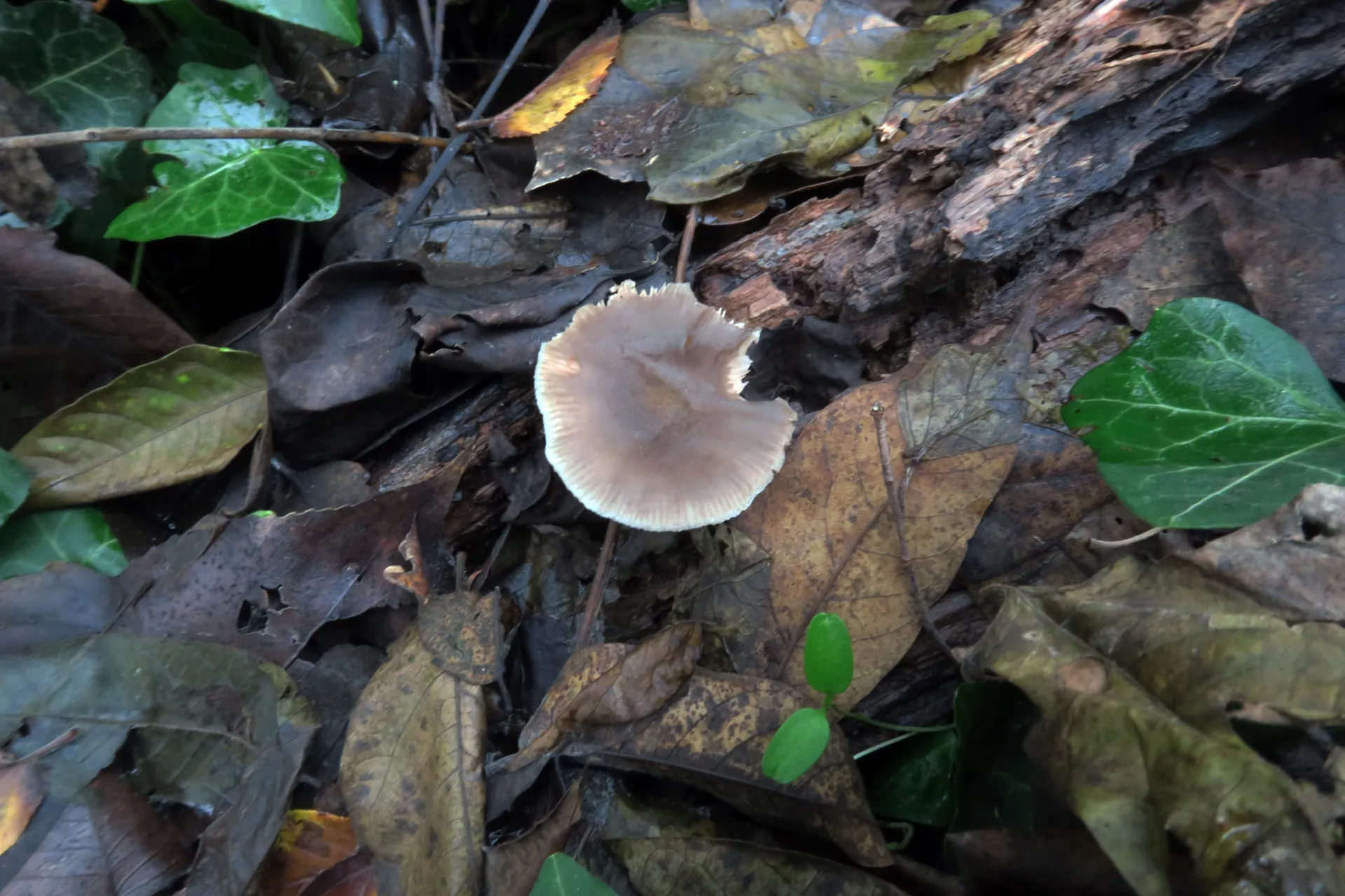 Pluteus salicinus - 1 - IMG_0162